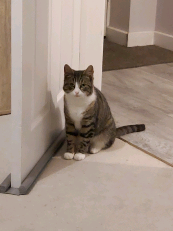 lumoleaf dog treat ball